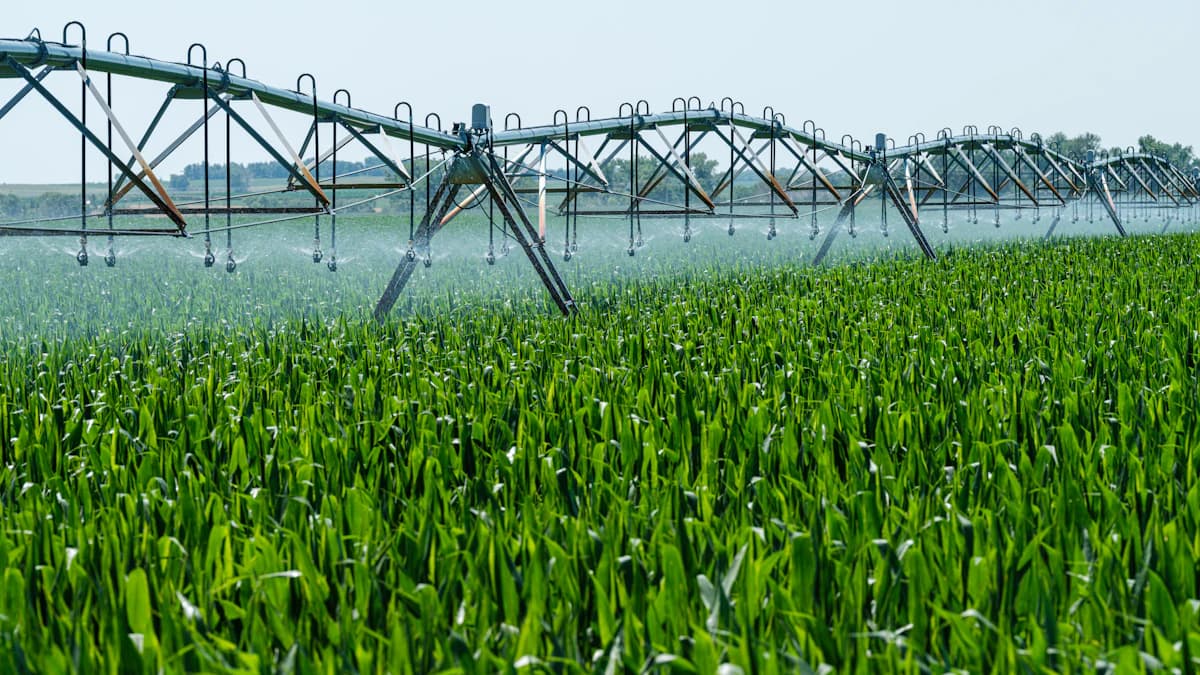 A center-pivot irrigation system spraying water over a field of young corn